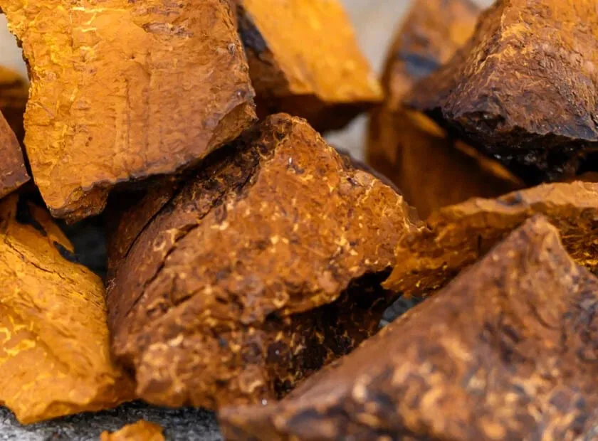 Cholibrium™ Chaga functional mushroom